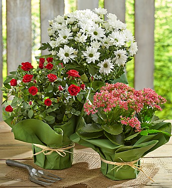 Grower's Choice Flowering Plants - Click Image to Close