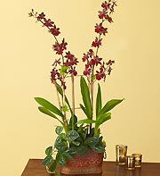 Crimson Shadow Orchid - Click Image to Close