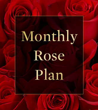 Monthly Rose Plan - 3 Months of Roses