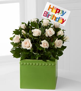 Green Greetings Happy Birthday Mini Rose Plant