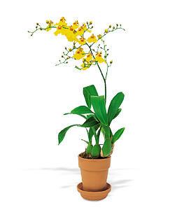 Yellow Oncidium Orchid.