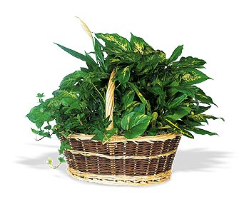 Green Garden Basket Deluxe.