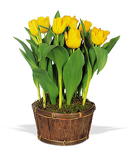 Potted Yellow Tulips.