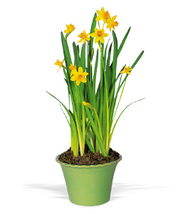 Narcissus Plant.