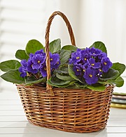 Basket of Blooming Violets