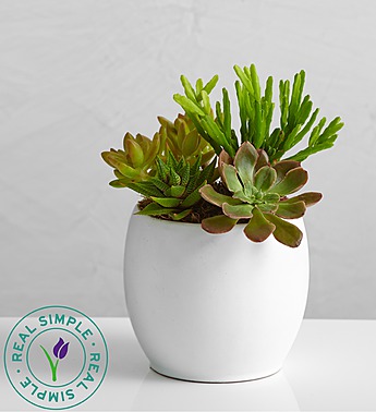 Succulent Garden by Real Simple®