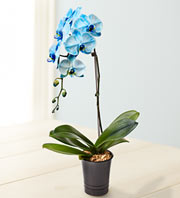 Beautiful Blue Phalaenopsis Orchid