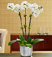 Silver Celebration Orchids