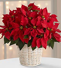The Red Poinsettia Basket