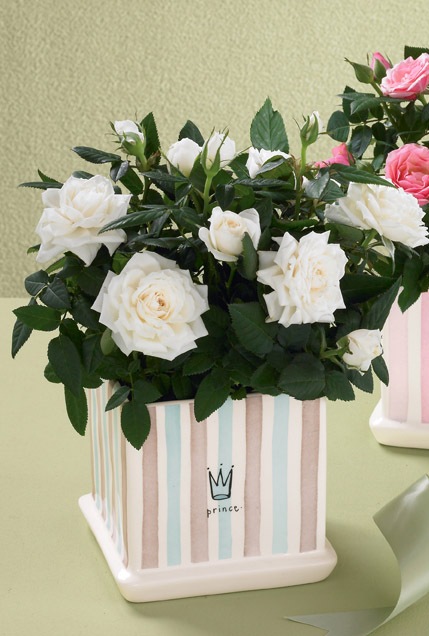 Birthday Bouquet - Haga click en la imagen para cerrar