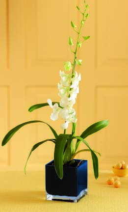 Irresistible Orchid™ Planter