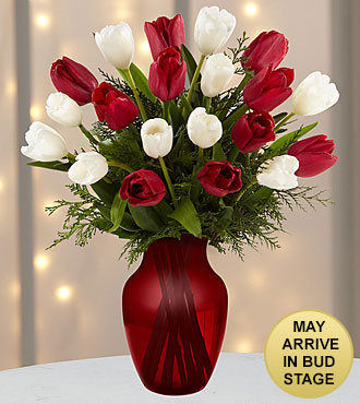 Merry Moments Holiday Tulip Bouquet- 20 Stems- VASE INCLUDED
