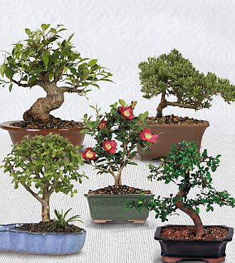 Bonsai of the Month - 3 Month Program