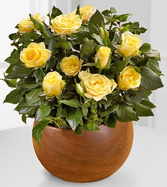Golden Dreams Mini Rose Plant