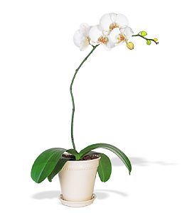 White Phalaenopsis Orchid.