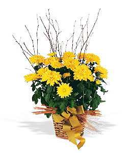 Yellow Hope Chrysanthemum.