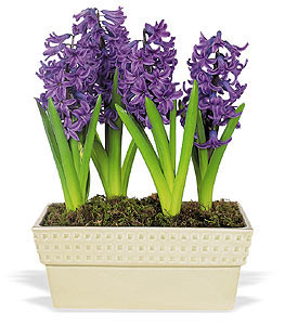Hyacinth Planter.