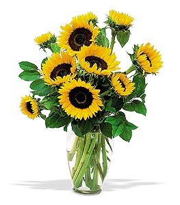 Shining Sunflowers.